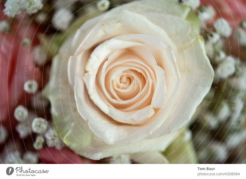 Close up of cream rose from beautiful bridal bouquet Blossom pink Rose leaves Close-up Flower Colour photo Plant Nature Pink Leaf Rose blossom Fragrance pretty