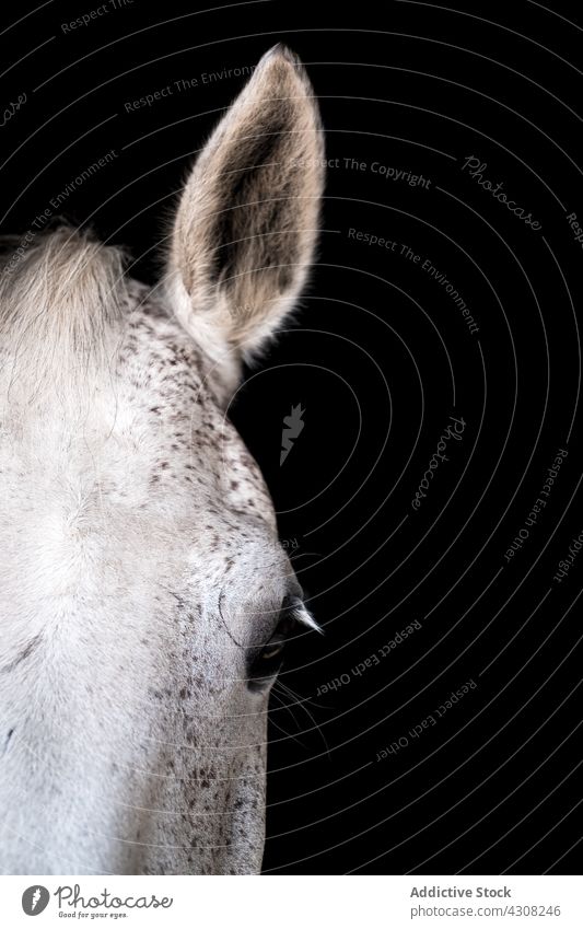 White horse in stable on black background muzzle white breed equine equestrian ranch animal countryside mare stallion mammal calm creature specie snout peaceful