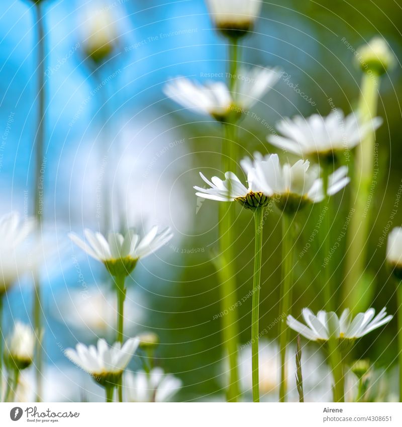 more daisies marguerites Flower meadow Meadow Nature White naturally Meadow flower Green Bright Blue Sky blue Summery Garden Shallow depth of field Delicate