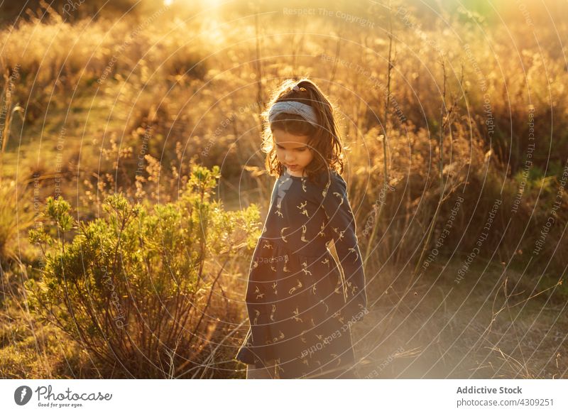 Little girl in grassy field kid summer sunlight nature countryside childhood dress meadow adorable cute little innocent harmony peaceful tranquil calm