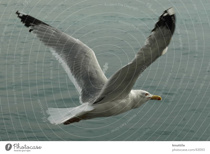 Free flight Seagull Lake Ocean Bird Beak Gray Flying Wing