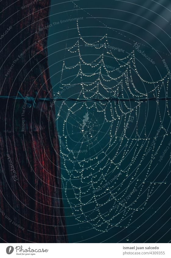 spider web on ton barbed wire fence net nature raindrop rainy bright shiny outdoors abstract textured background water wet minimal fragility structure autumn