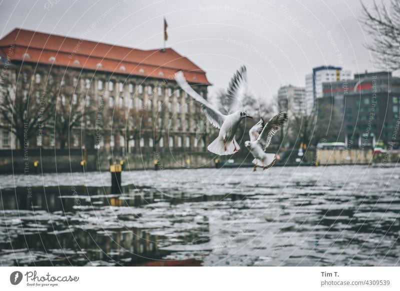 Two seagulls in winter over the Spree Seagull Winter Bird Cold Exterior shot Colour photo Deserted Water Day Animal Group of animals Copy Space top