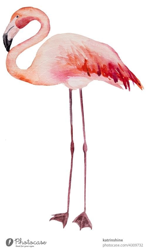 Watercolor pink flamingo isolated illustration Decoration Drawing Element Exotic Hand drawn Isolated Ornament Painted Set Sketch Textile acuqerelle birds