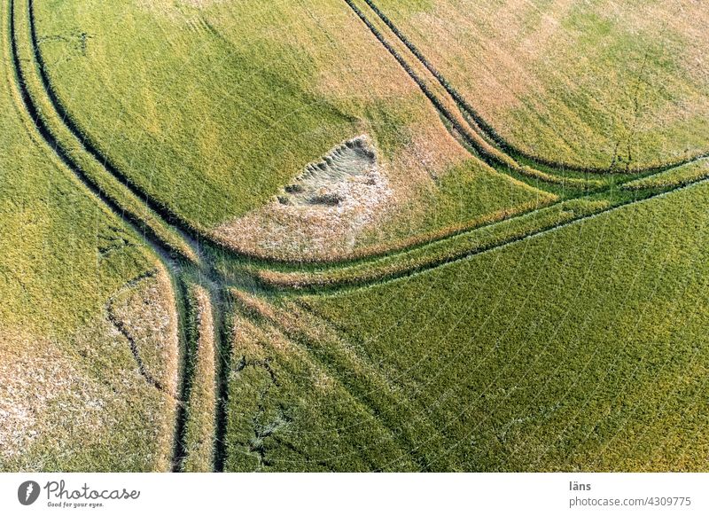 Grain field from above Agriculture Agricultural crop Summer Deserted Nutrition Growth lines Exterior shot Cornfield Field Food Landscape Environment