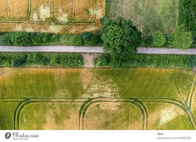 Cereal fields from above Agriculture Economic roads Field Grain Growth ways Street Cornfield Agricultural crop Grain field Nutrition Food lines Landscape