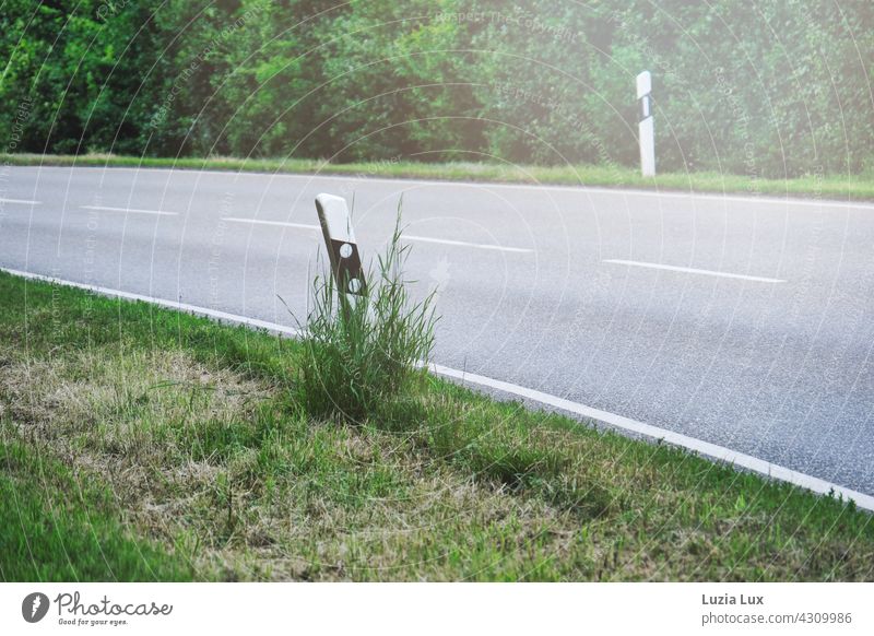 Country road, untraveled in summer light Reflector post Green Bright Empty sunshine ardor Asphalt Grass shrubby Curve Incline Street Deserted Colour photo