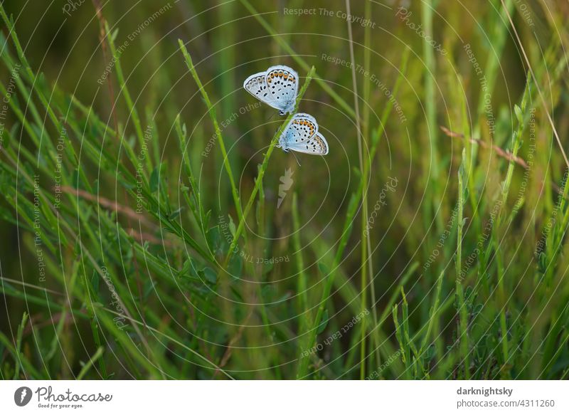 Two butterflies, Geißklee blue, Argus blue, Plebejus argus with closed wings sitting on young gorse Butterfly Day Exterior shot Deserted Grand piano Animal