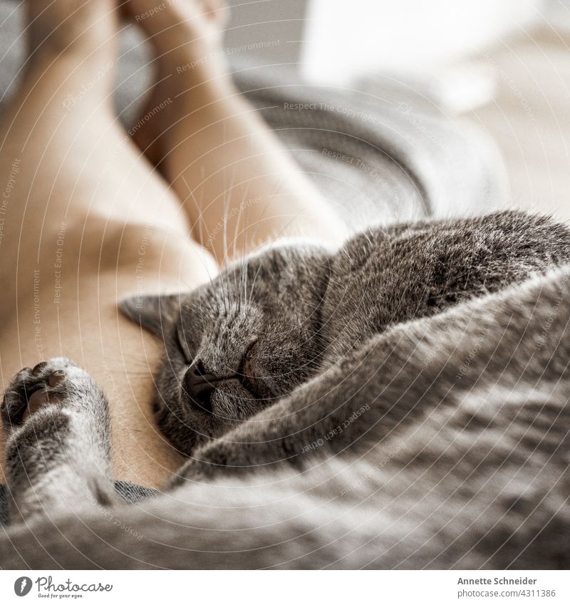 Hygge catnap Sleep Cat Cozy Pelt tranquillity Pet Animal portrait Lie Contentment Relaxation Colour photo Animal face Closed eyes Safety (feeling of)