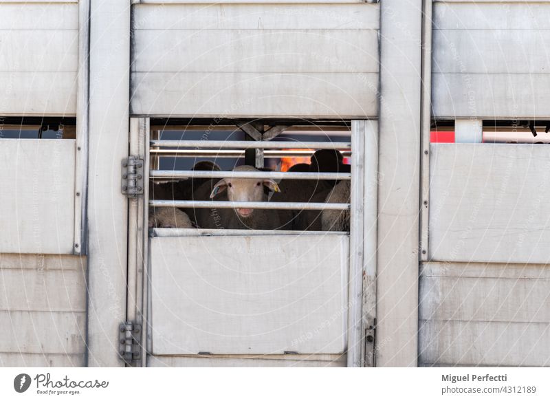 Livestock truck with sheep poking out of the vents. Sheep cattle cage transport Slaughterhouse Animal Window Herbivore Eyes Wool Mammal Delivery Cargo Logistics