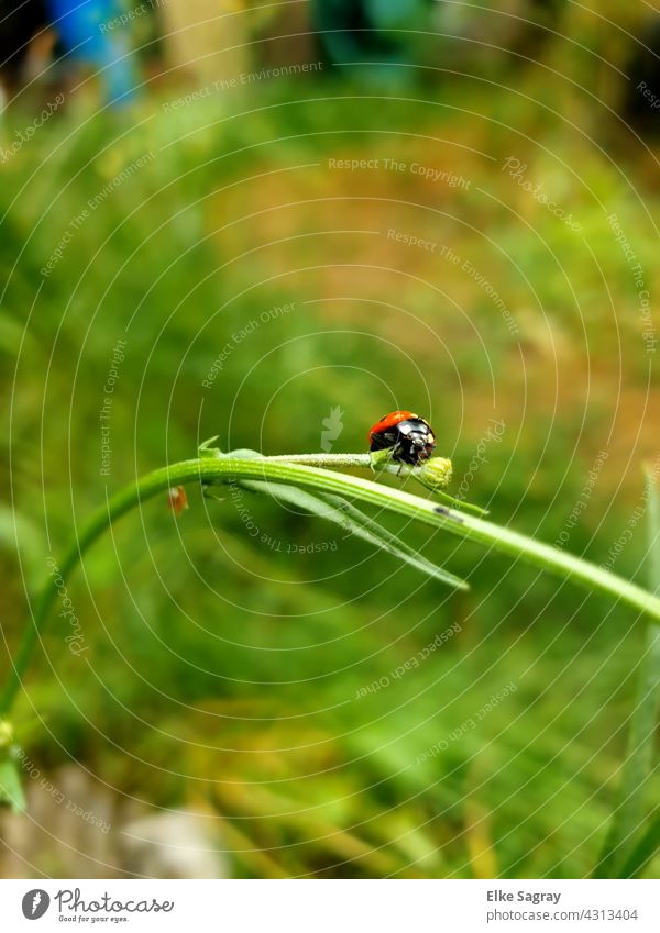 ladybugs munching on... Ladybird Beetle Close-up Summer Happy Nature Crawl Plant