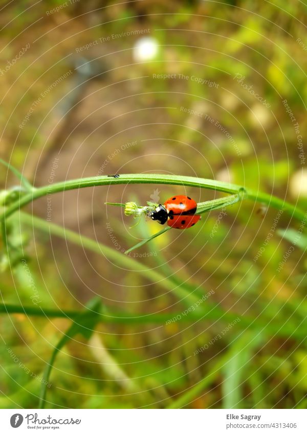 Ladybug before departure...lucky charm Ladybird Nature Close-up Colour photo Insect Plant Leaf Shallow depth of field Summer
