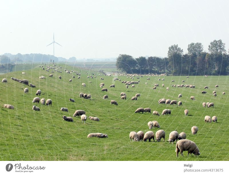 many sheep grazing at the dike in East Frisia, in the background trees and a windmill Many Flock Meadow Willow tree Dike East Frisland Summer Pinwheel Landscape