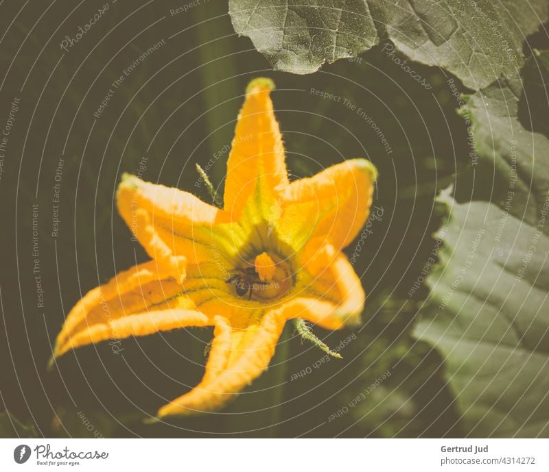 Open yellow pumpkin blossom in the field Flower Flowers and plants Blossom Color yellow Nature Plant flowers Summer Blossoming Garden Colour photo Exterior shot