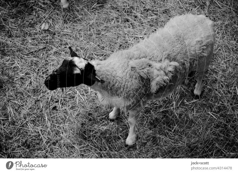 black head + white sheep Sheep Bird's-eye view Farm animal Black & white photo Livestock breeding Cattle breeding Animal portrait Straw Agriculture Looking away