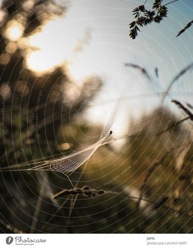 Spider web at sunrise Sunrise Dew dew drops Drops of water Macro (Extreme close-up) Exterior shot Nature Close-up Detail Shallow depth of field Deserted Water