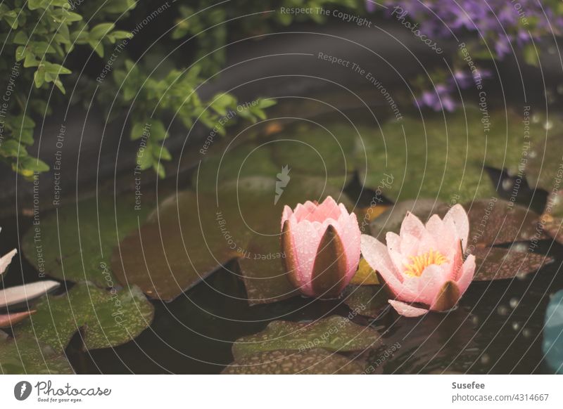 pond with water lilies Water Lily Flower Garden Nature Pond Pink Lake Leaf Water lily leaf bokeh plants