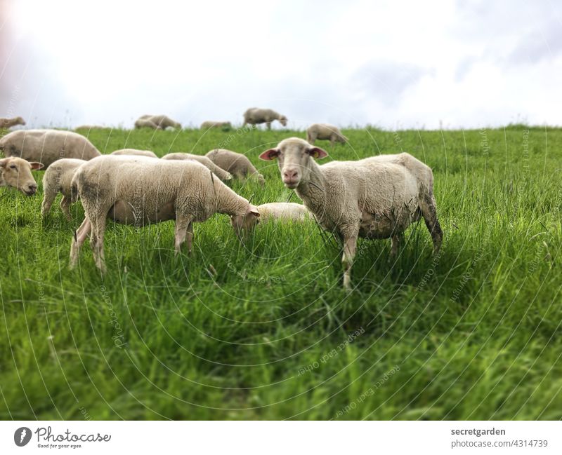 Isch find you Schaaf! Sheep Animal Farm animal Meadow Grass To feed Exterior shot cute Cute Nature Willow tree Deserted Colour photo Green Landscape Herd Flock