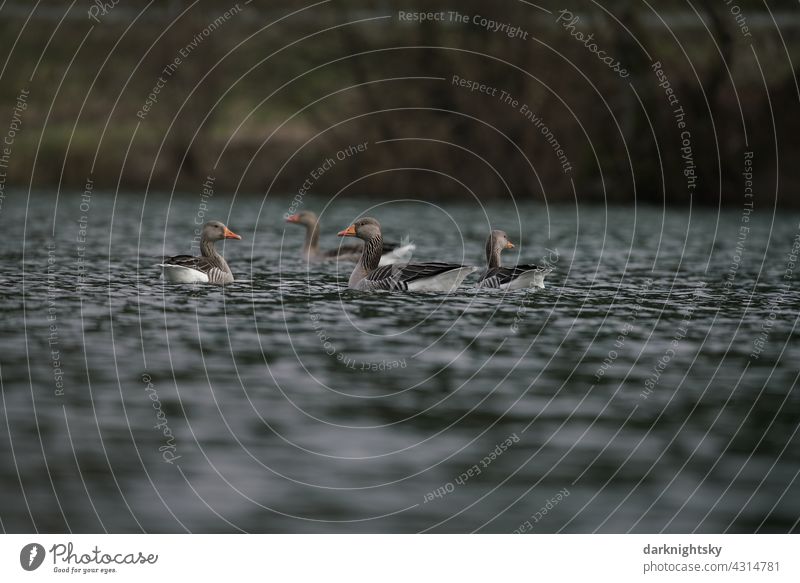 Greylag geese in a group on a lake (Anser anser) grey geese Wild goose Flight of the birds Exterior shot Animal Deserted Wild animal Environment Free