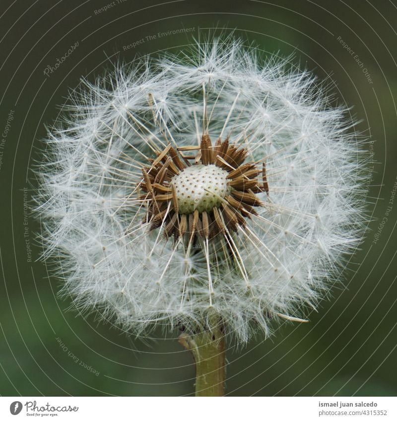 beautiful dandelion flower in springtime plant seed floral garden nature natural abstract textured soft softness background romantic fragility beauty autumn