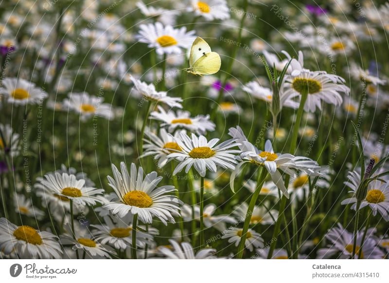 Cabbage white butterfly and daisies Yellow Green White daylight Day blossom fragrances fade Meadow flower Flower meadow margarite cabbage white Butterfly Animal