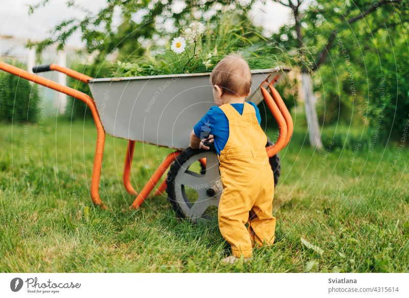 A kid in yellow pants pushes a wheelbarrow with freshly cut grass in the garden. summer toddler adorable baby little cart summertime outdoor pushing gardening