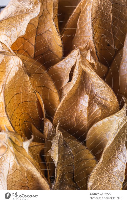 Background of pile of physalis background peruvian groundcherry fruit heap exotic sweet goldenberry set delicious organic orange food shape tropical natural