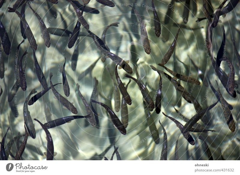fish Animal Fish Trout Flock Life Livestock breeding Chaos Colour photo Subdued colour Exterior shot Abstract Pattern Structures and shapes Animal portrait