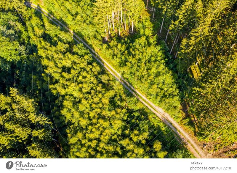 The forest path Forest off Hiking Walking Nature trees from on high Earth Summer Aerial photograph