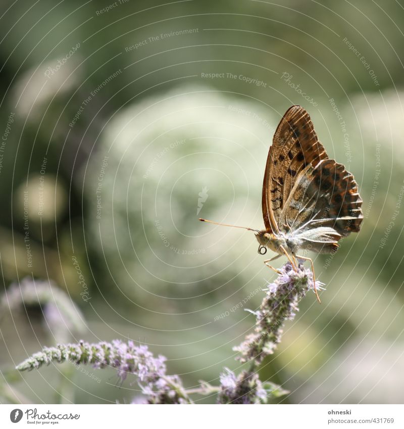 sit and wait Nature Animal Blossom Wild animal Butterfly 1 Contentment Life Calm Colour photo Subdued colour Exterior shot Copy Space left Copy Space top