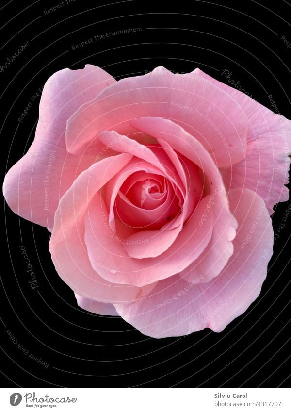 Big rose in bloom closeup isolated on black background flower romantic wedding holiday white food valentine nature rosa love big horizontal garden gift sweet