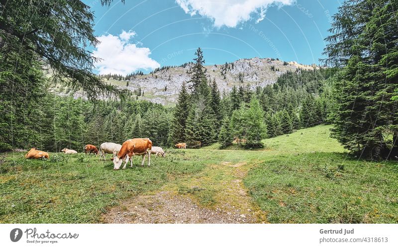 Cows on the alpine pasture Landscape Nature Animal Hiking Colour photo Exterior shot Environment Mountain Rock Alps Summer Beautiful weather Vacation & Travel