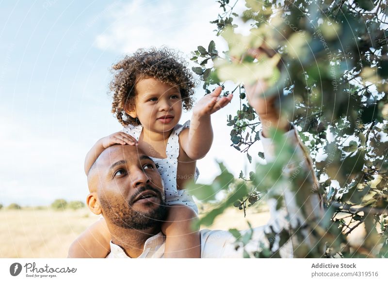 Black father and little girl exploring nature in summer daughter explore curious interest together countryside parent black african american ethnic cute happy