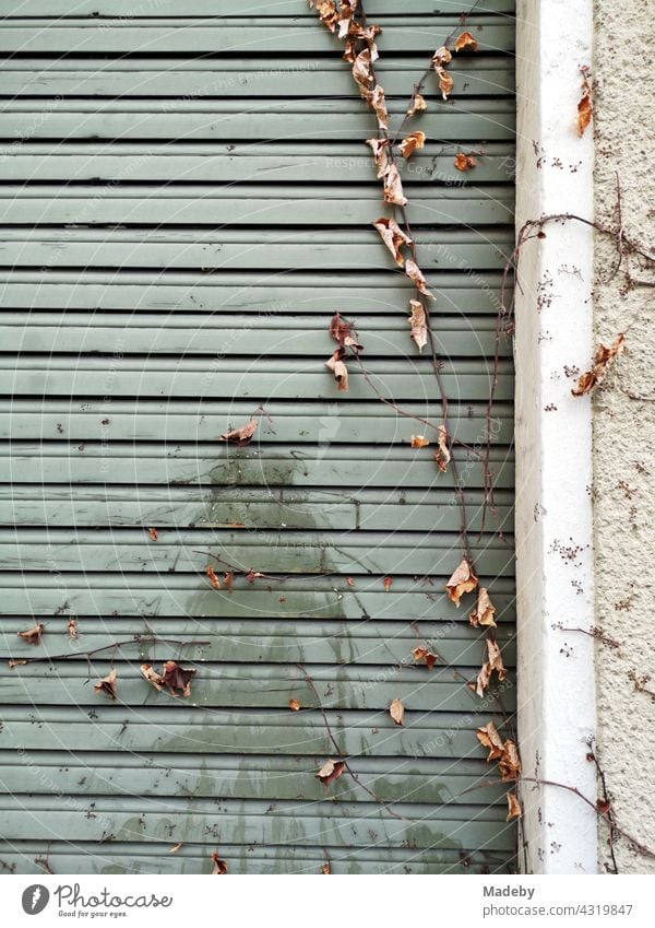 Withered branches with dry leaves in front of the lowered roller shutter of a closed shop in the district of Bockenheim in Frankfurt am Main in the German state of Hesse