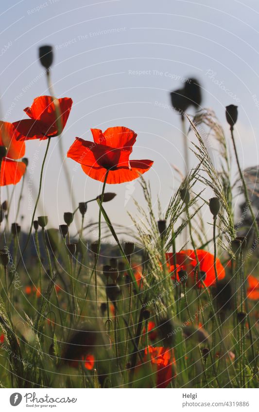 mo(h)nday again - red poppies and grasses at the edge of the field in front of a blue sky Poppy Corn poppy Poppy blossom Poppy capsule poppy bud Grass Plant
