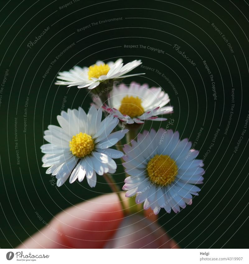 Flowers for you - one hand holds four plucked daisies Blossom Daisy Hand Fingers Thumb Sunlight Light Shadow Summer Gift attention gesture pretty blossom Plant