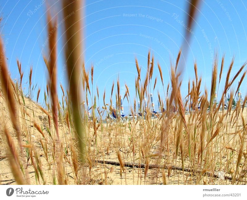 Dry and Thirsty Beach Grass Vacation & Travel Ocean Italy Hot Summer Sand Sky Nature Life