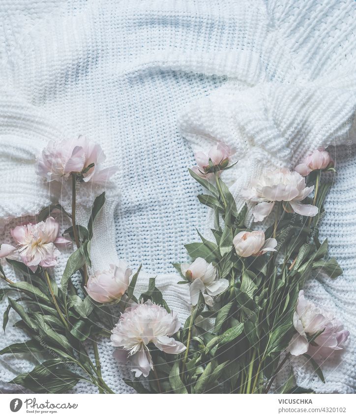 Background of pastel pink peonies scattered on a white knitted blanket. View from above. Beauty concept. Frame background view beauty concept frame arrangement