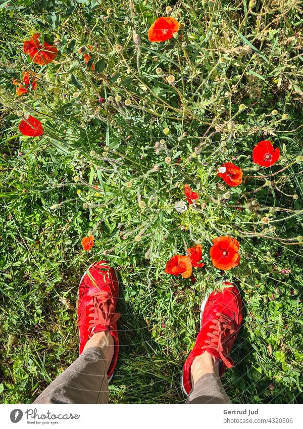 Woman with red shoes between red poppy flowers Red Nature Poppy Poppy blossom Poppy field spot of colour Footwear Field colourful