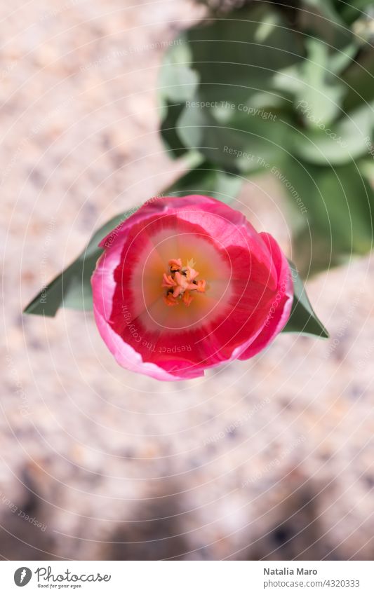 Blossomed out tulip on pink background flower blossom floral love border top nature single leaf fresh spring view green beautiful holiday frame summer beauty
