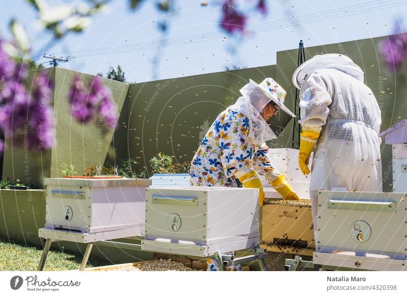Beekeeper controlling beehive and comb frame woman food summer nature spring beekeeper honeycomb farm people beekeeping apiarist agriculture apiary apiculture