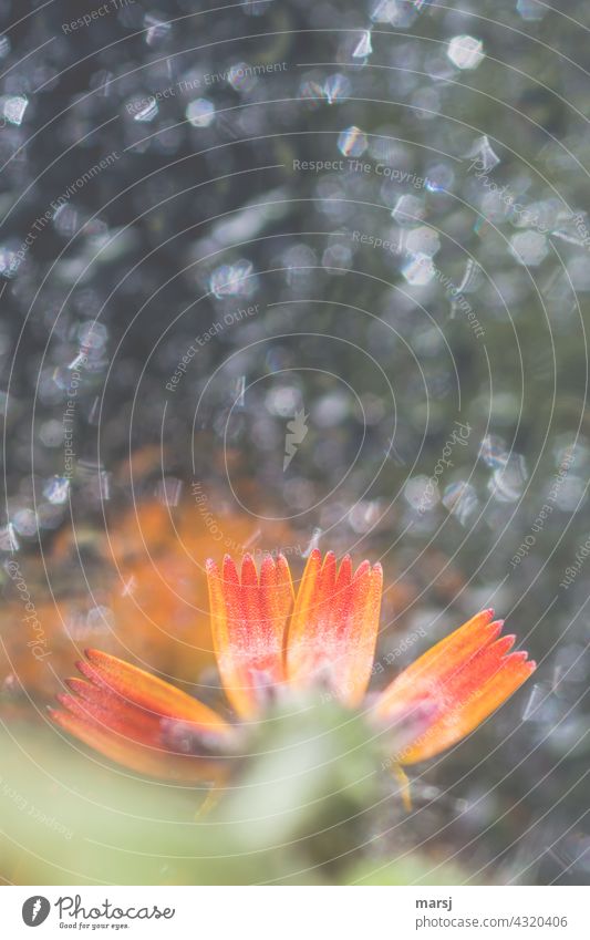 The finely serrated petals of the orange-red hawkweed. From below. With background full of light spots orange hawkweed Blossoming Flower Plant Illuminate