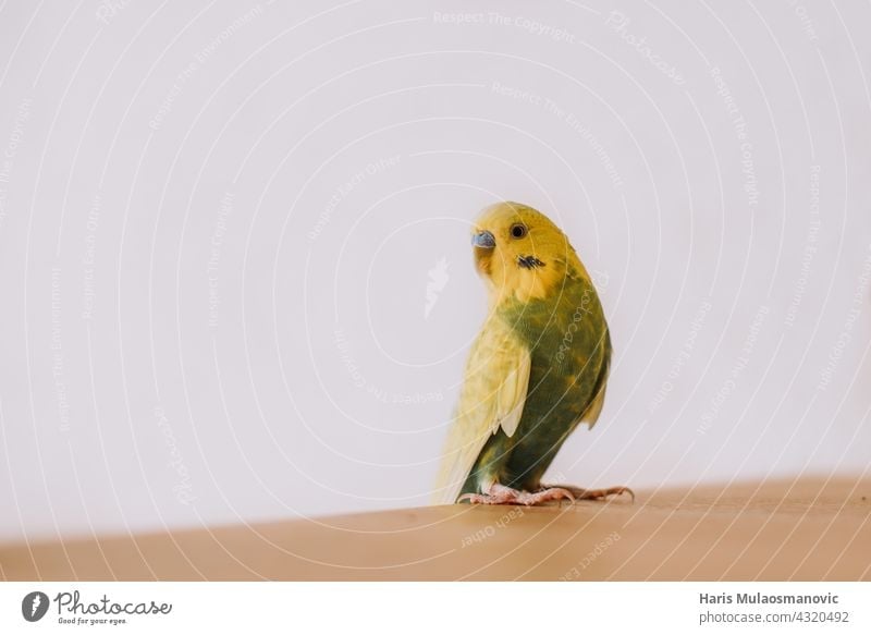 Cute little parakeet budgie at home animal baby background beak beautiful bird birds flying born breed budgerigar care chick closeup cute easter feather fluffy