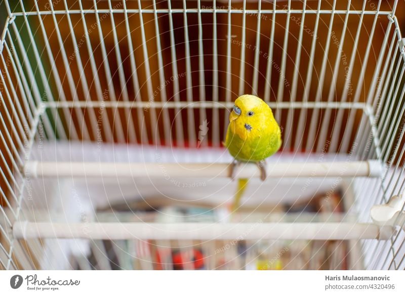 Parakeet budgie standing on the perch in his cage animal baby background beak beautiful bird bird cage birds flying born breed budgerigar cage fighting care
