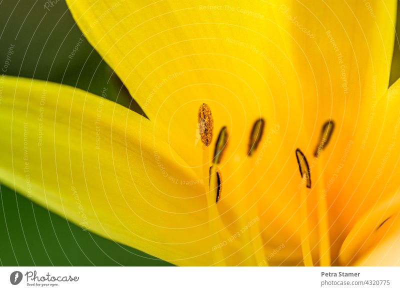 Stamens from a flower stamens Pollen Yellow dust bag Blossom Flower Plant Blossoming Detail floral detail summer bloomers Summer