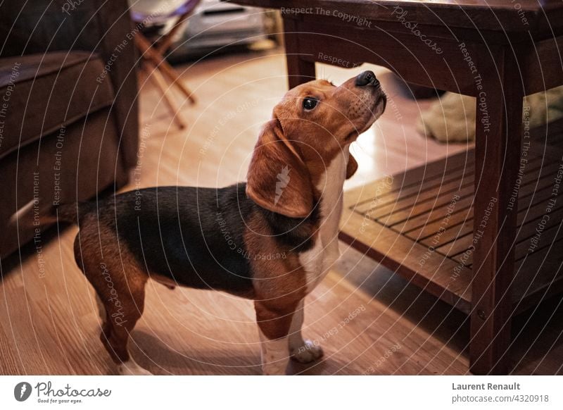 Warm toned portrait of cute beagle dog animal breed canine domestic home hound indoor interior mammal pedigree pedigreed pet waiting