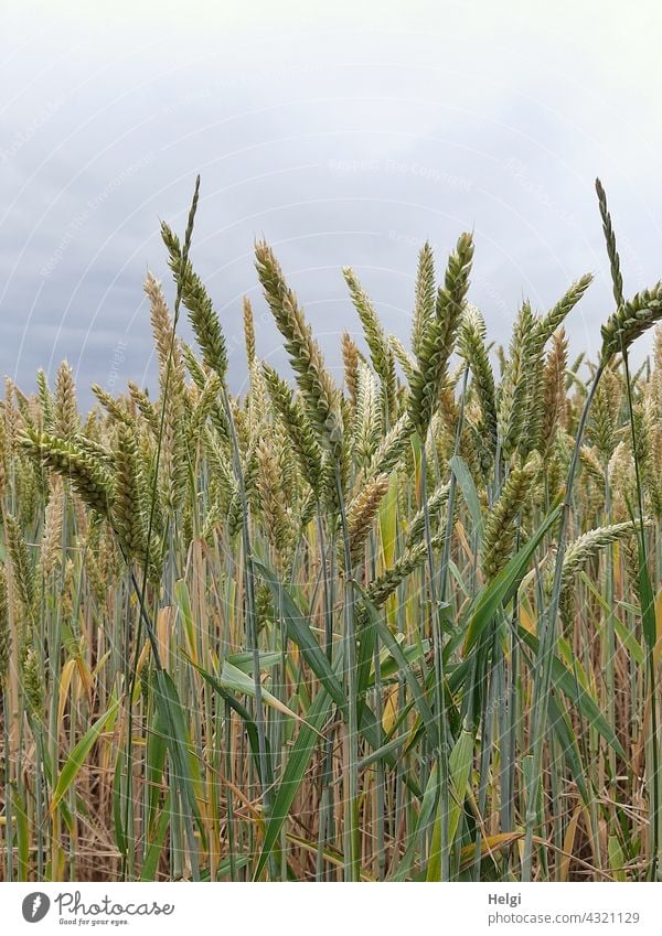 unripe wheat ears in a cornfield Wheat Grain Cornfield Nutrition Food Wheatfield Ear of corn Summer Sky Clouds Immature Field Agriculture Grain field