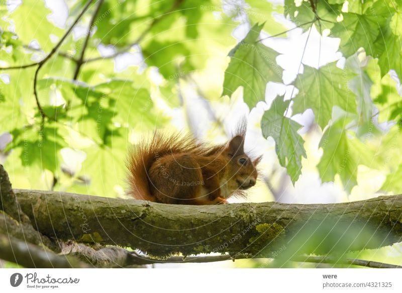 A squirrel sits between green leaves on a branch Animal Background European brown squirrel Sciurus vulgaris animal animal Theme animal in the wild branches