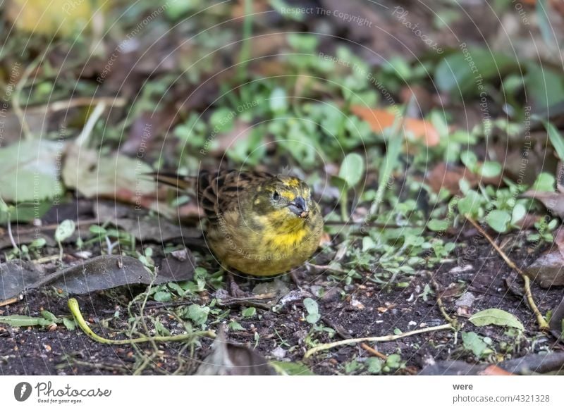 Yellowhammer sitting on the forest floor looking for food Emberitsa Citrinella winter bird Animal Bird Copy Space Cuddly cuddly soft feathers Stick Fly Food