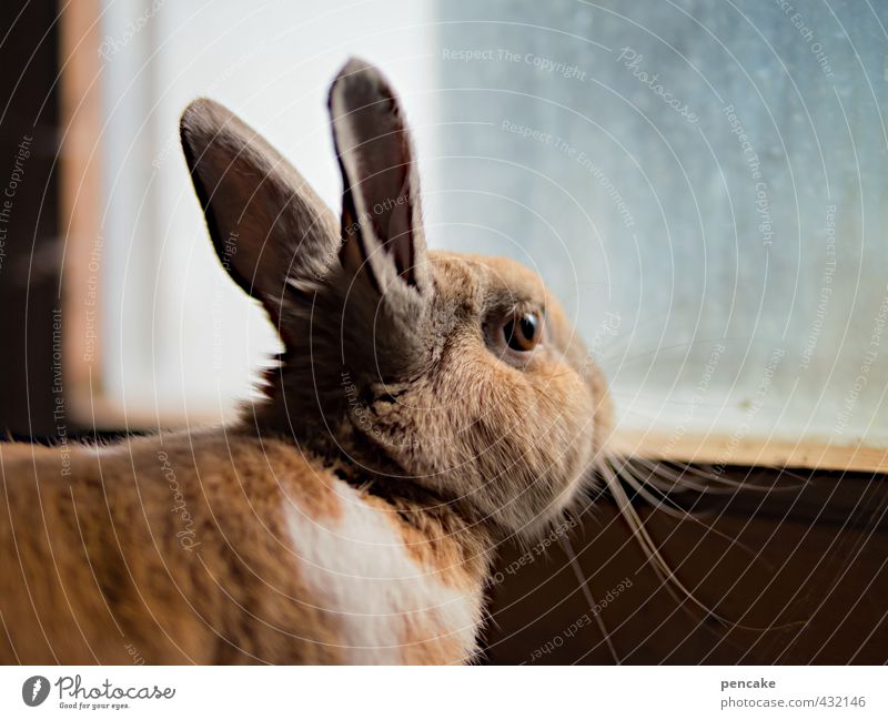 Monday bunny | glazed Window Pet Animal face Pelt Hare & Rabbit & Bunny 1 Sign Safety Protection Watchfulness Boredom Fear Captured Pane Shaft of light Farm
